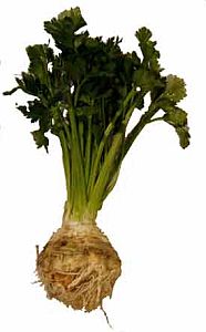 Celery (Telina), 2.2lb (1kg)